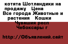 котята Шотландики на продажу › Цена ­ 5 000 - Все города Животные и растения » Кошки   . Чувашия респ.,Чебоксары г.
